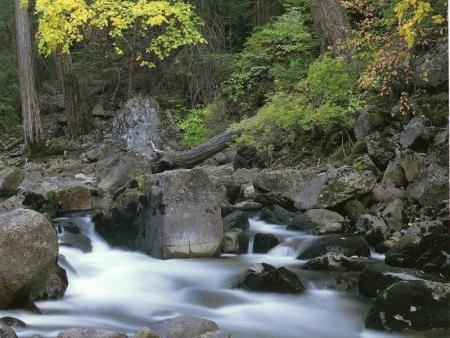 foret